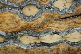 Mammoth Molar Slice With Case - South Carolina #349967-1